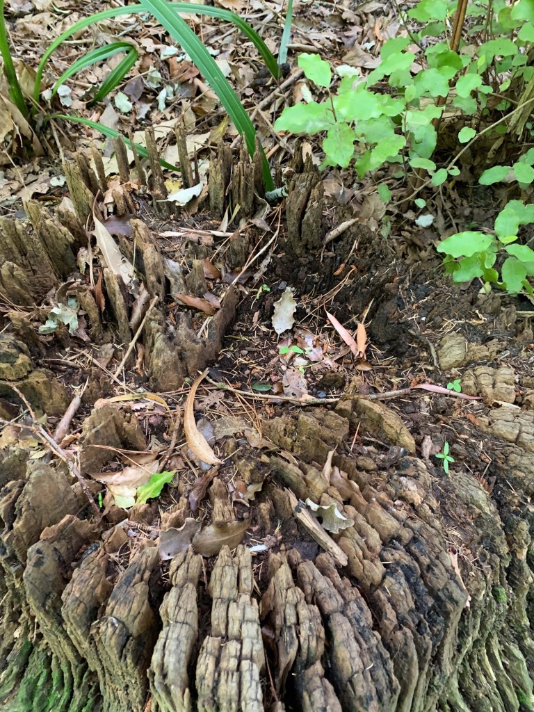 Close up photo of the stump of a dead tree with tiny plants growing on it. 
