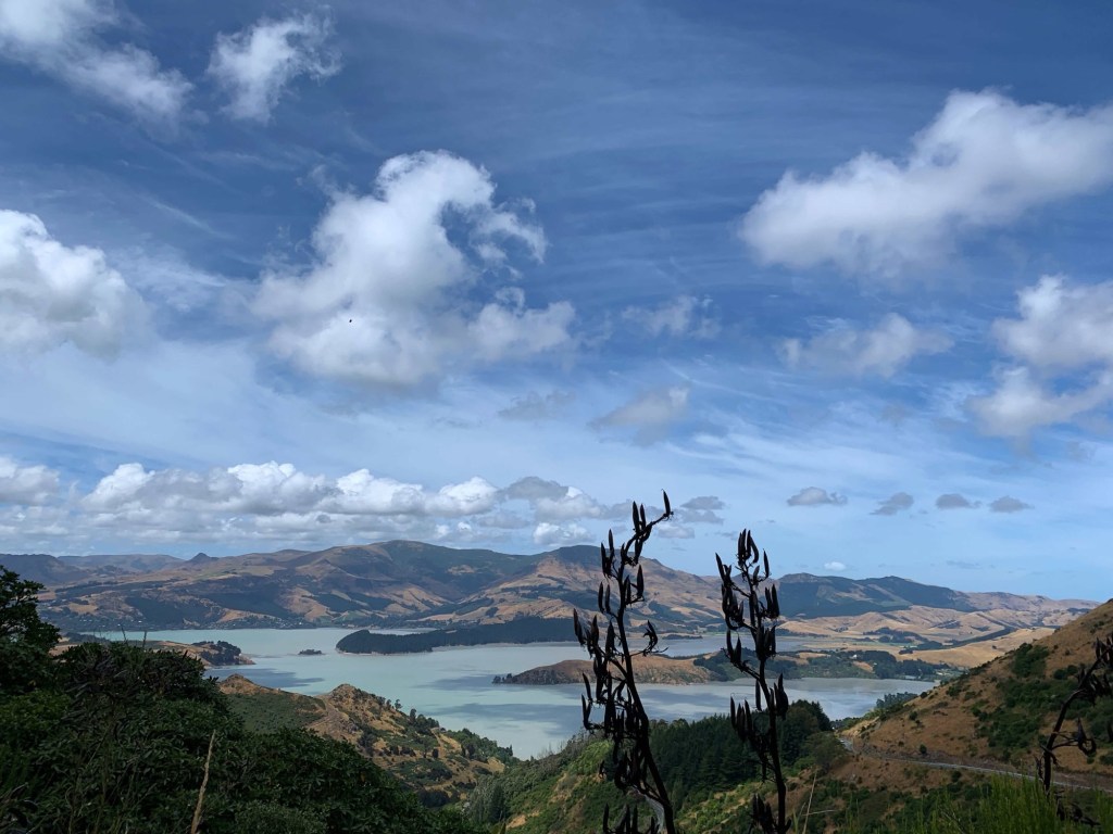 View from the top of Sugarloaf Reserve in Christchurch, New Zealand, with two lanky weeds in the foreground, swaying in the wind. 