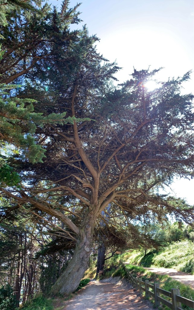 Photo of a big old tree slightly leaning towards a walking trail leading into the bush. 