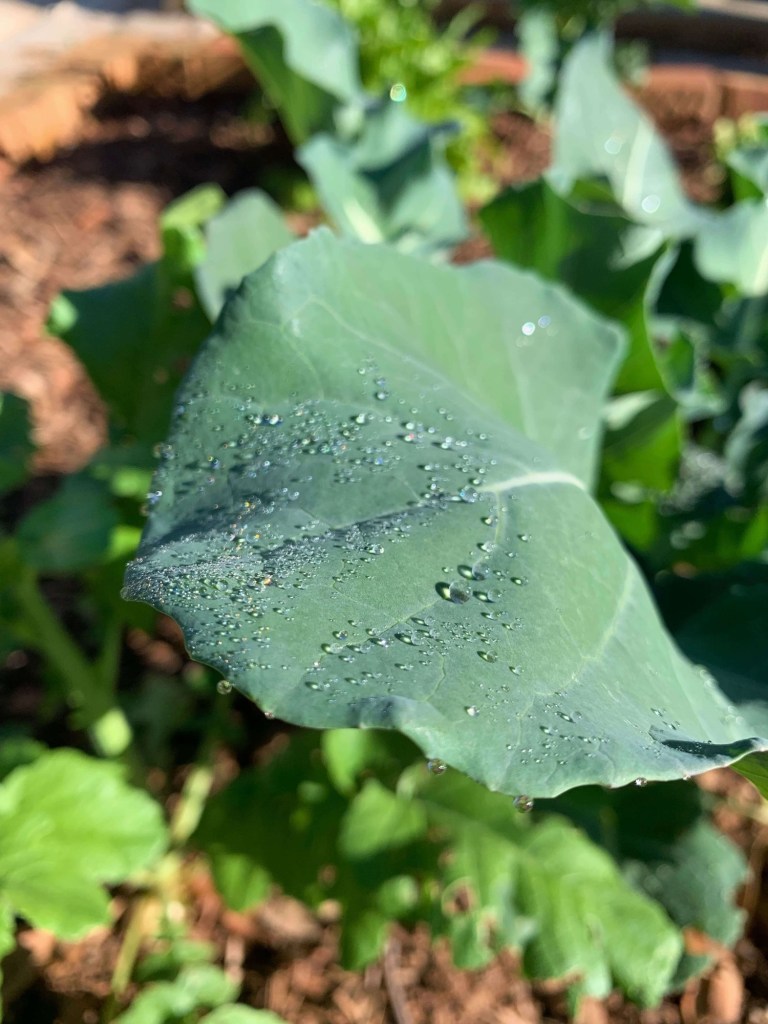 Close up photo of rain drops on a broccoli leaf. 