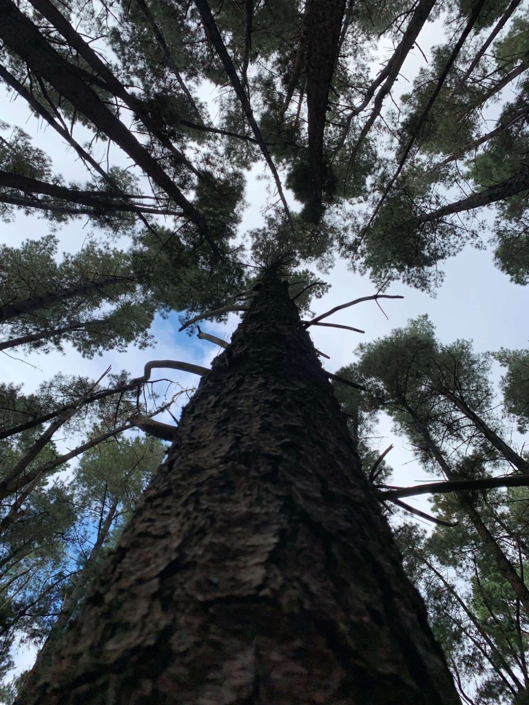 Photo of a tall pine tree as seen from below, near its trunk. 