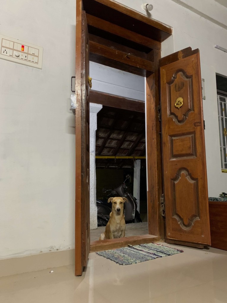 Photo of a dog sitting on the doorstep of a house. 