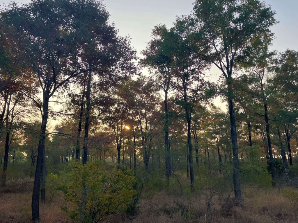 Photo of the sun rising from behind the trees. 