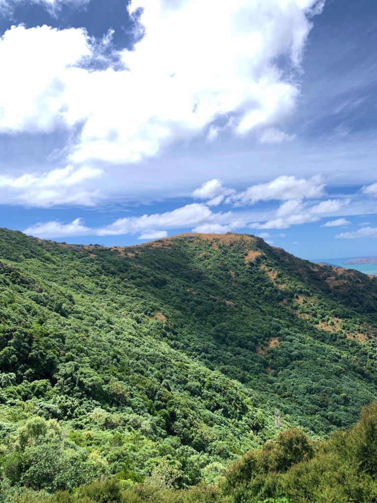 Photo of a hill, carpeted with greenery, on a hiking trail in Christchurch, New Zealand. 