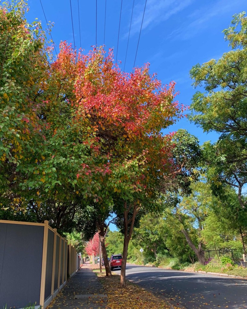 Photo of a tree with its tops in bright autumn colours and leaves in the middle still green. 