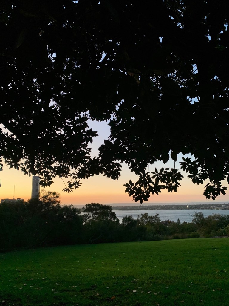 Photo of the horizon just before the sunrise, as seen from under the canopy of a large fig tree, its low-lying branches and the grass framing the horizon. 