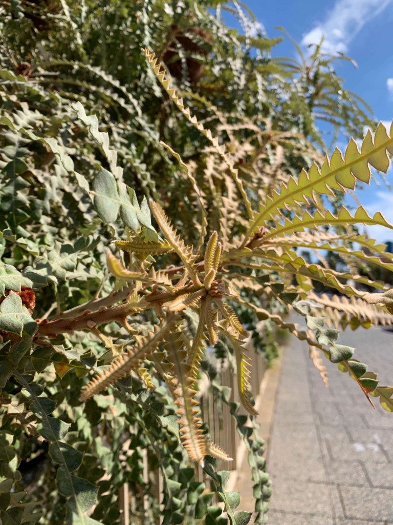 Close up photo of the leaves of a banksia tree. 