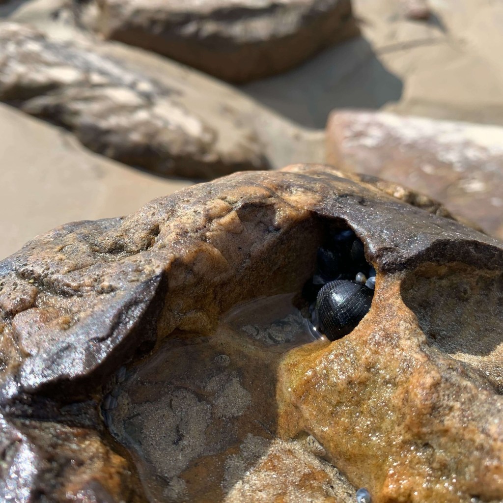 Close up photo of a tiny sea snail, snuggled into a hole in a rock on the beach. 