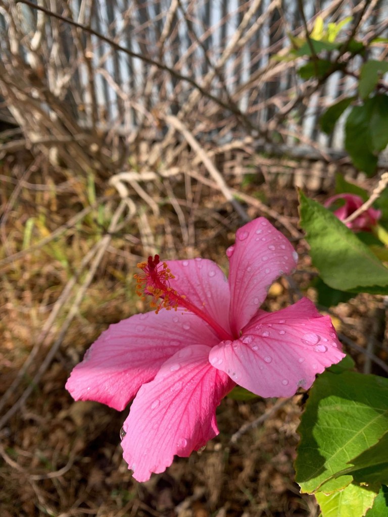 Close up photo of a pink hibiscus flower with raindrops on its petals. 