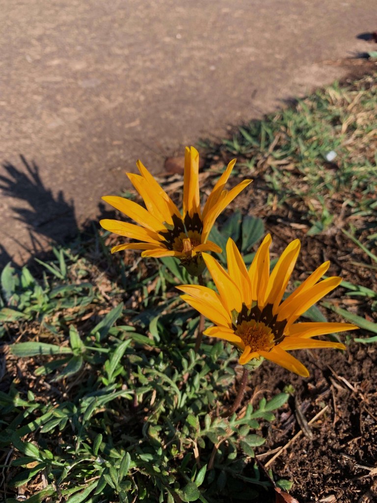 Close up photos of bright yellow flowers on the footpath. 