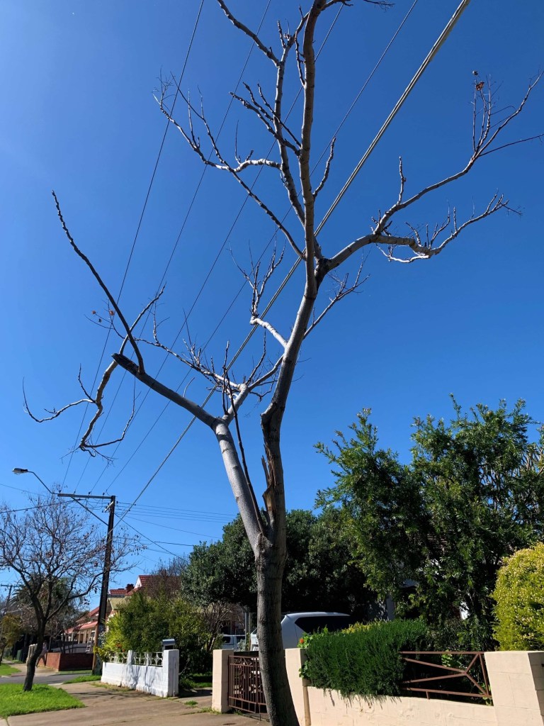 Photo of a tall leaf-less tree with the tips of its limbs touching the electrical cables. 