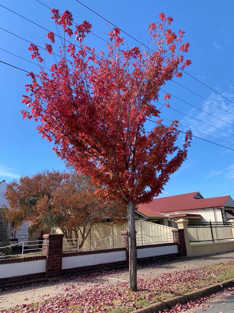 Photo of a tree with red autumn leaves on it and scattered on the ground around it. 