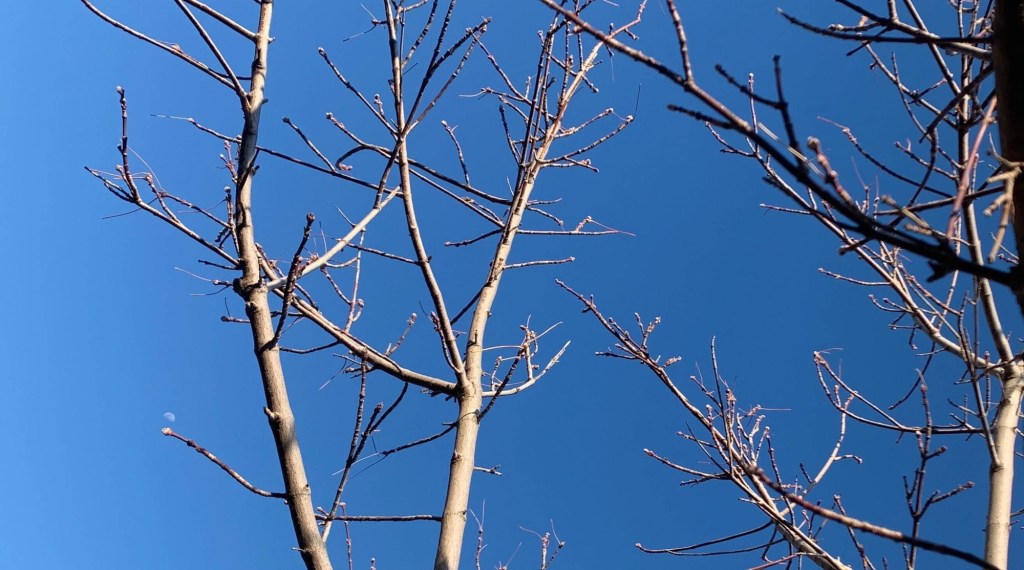 Photo of gnarly tree branches with a half-moon perched on the tip of a branch against a clear blue sky. 