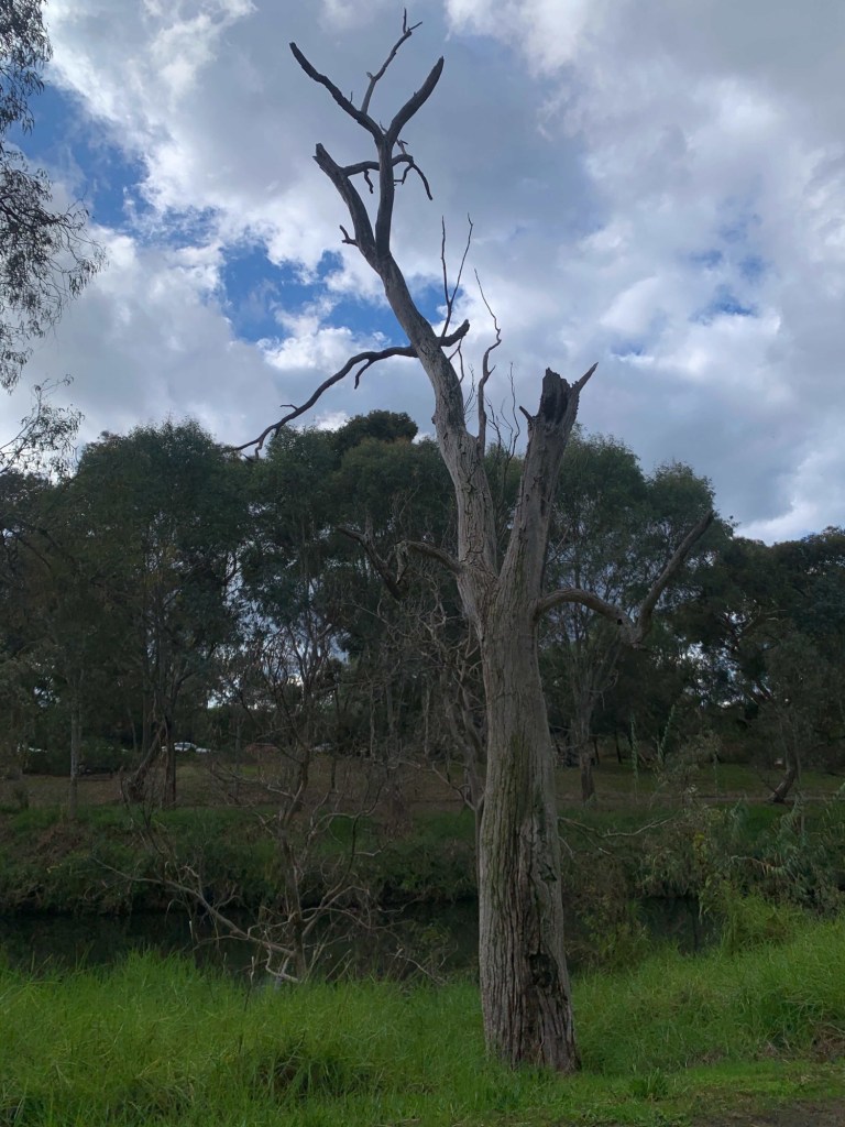 Photo of a dead cedar tree by the river. 
