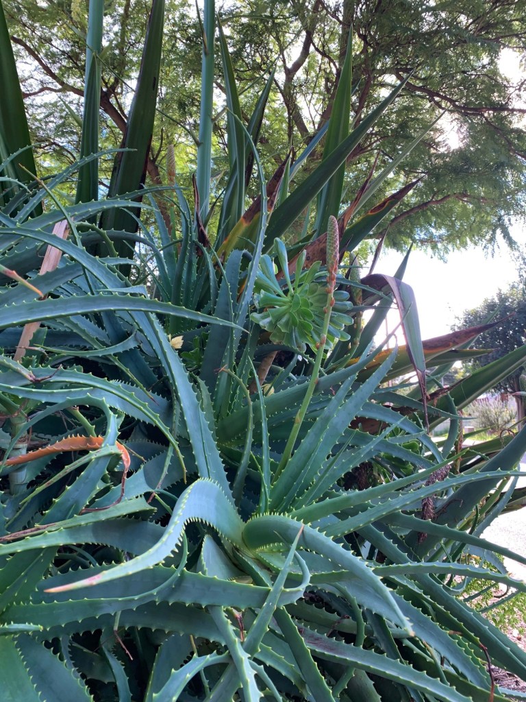 Photo of an aloe vera bush. 