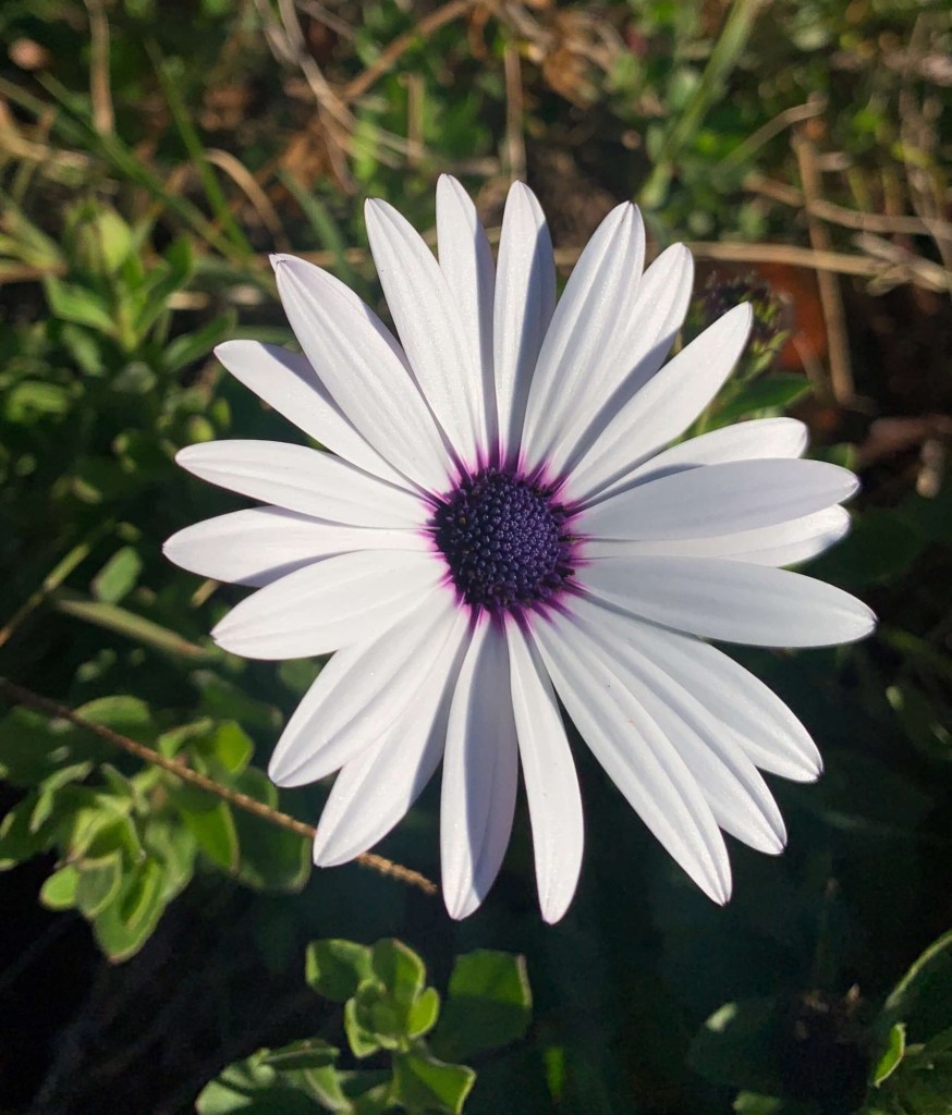 Close up photo of a white daisy. 