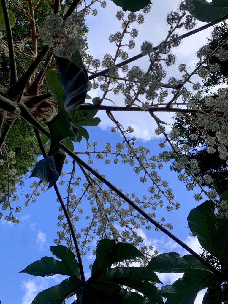 Photo of a partly cloudy sky as seen from under the branches of a small tree. 