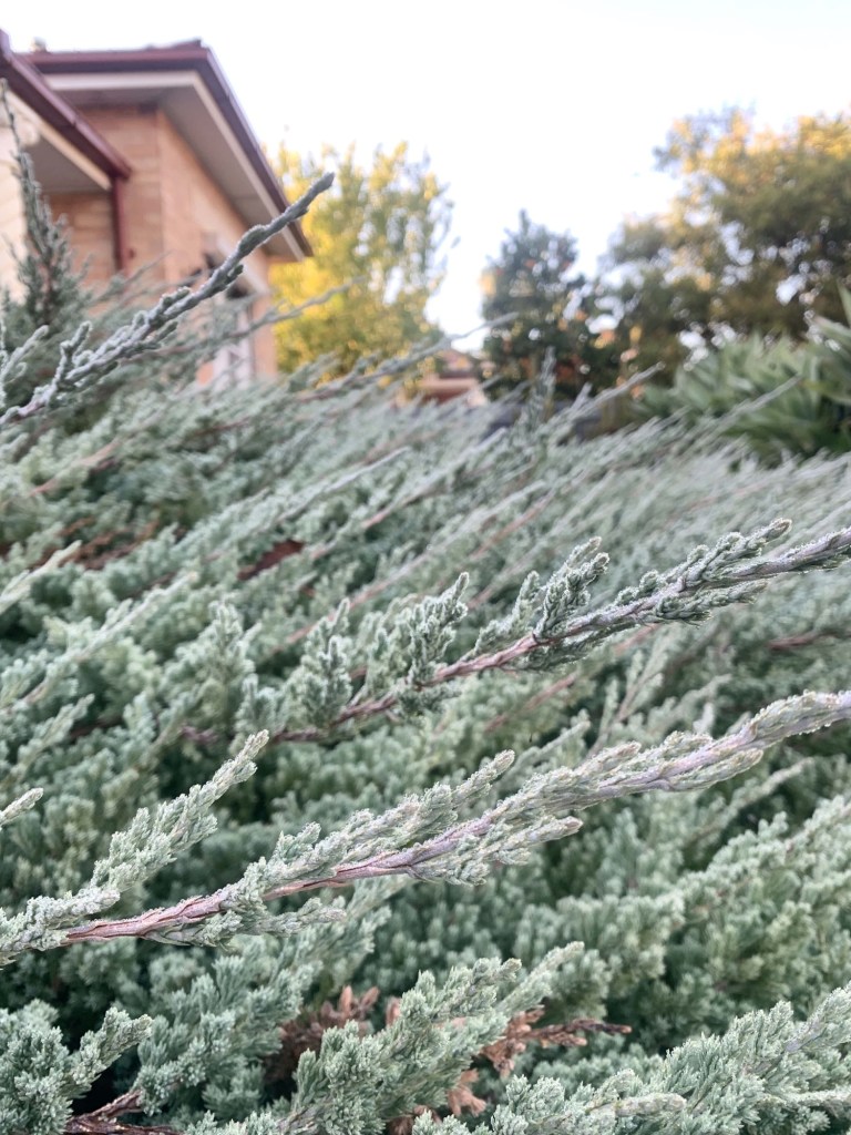 Close up photo of a juniper bush with winter dew. 