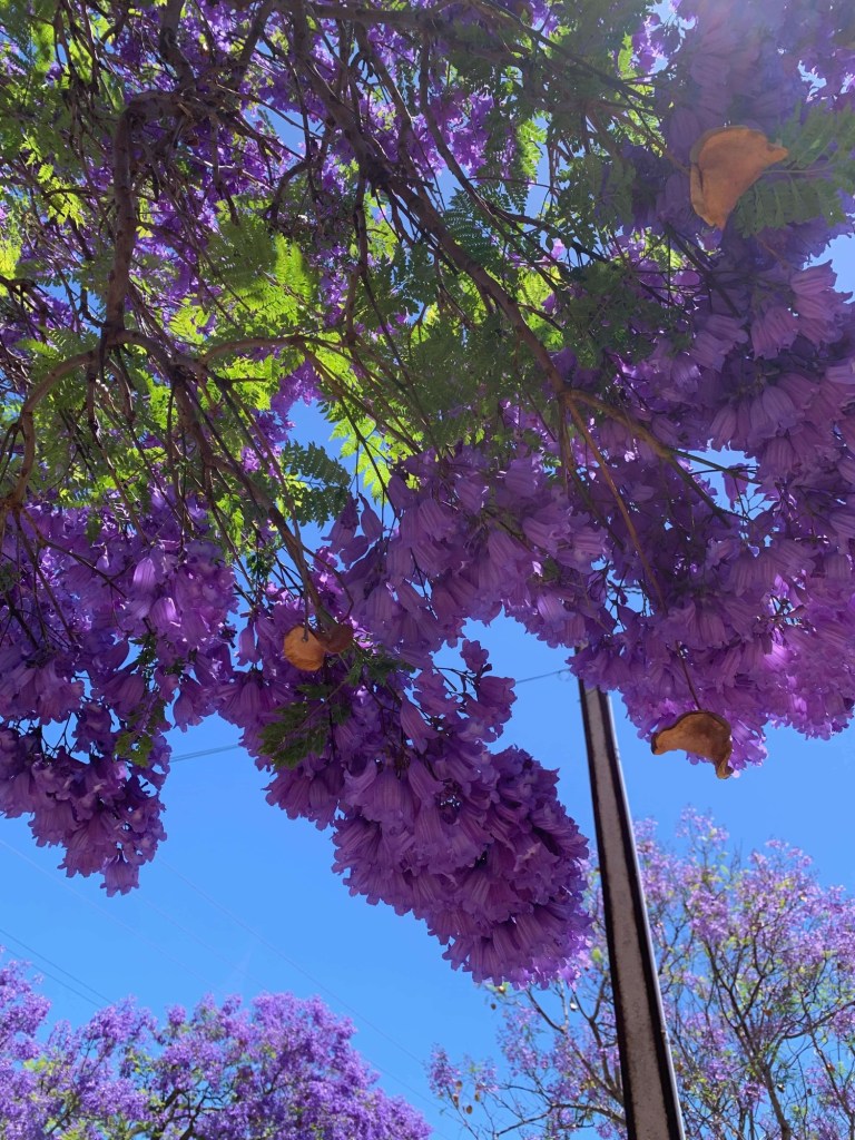 Photo of a jacaranda tree in full bloom, as seen from under its canopy. 