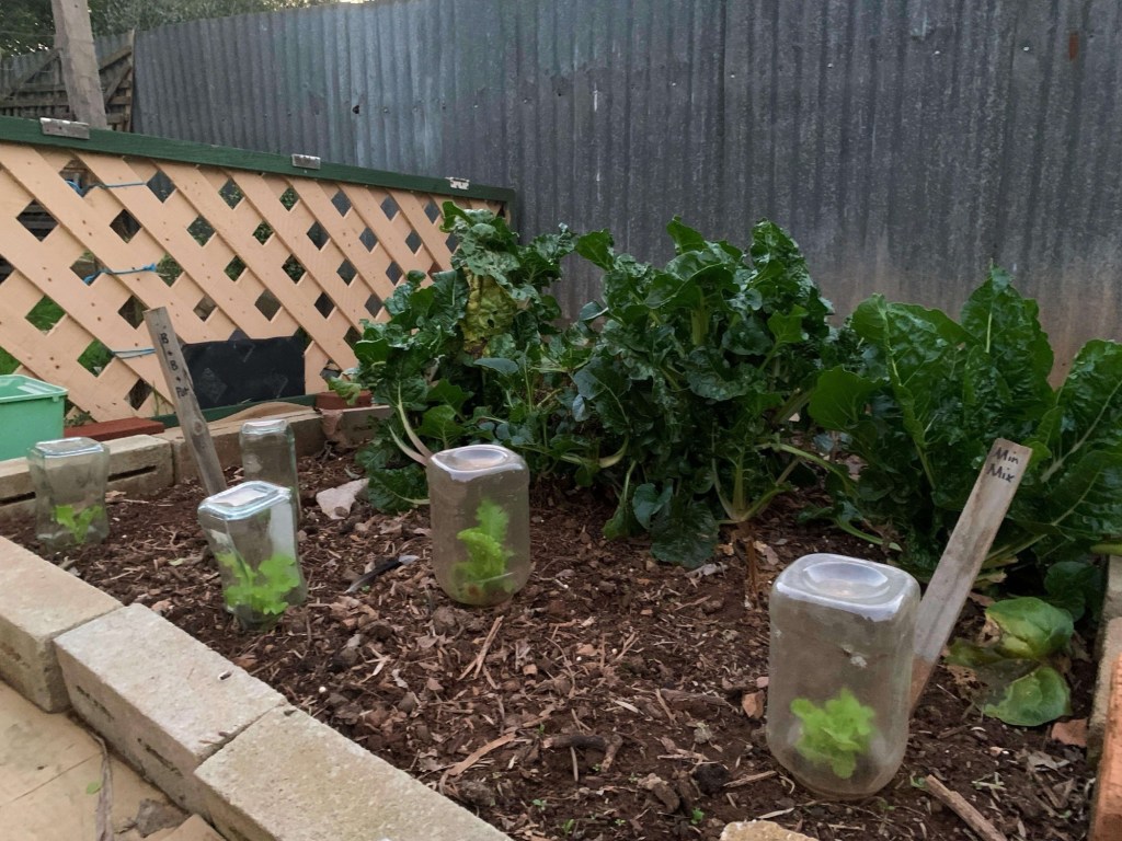 Photo of a veggie patch with small lettuce plants sheltered with plastic containers. There’re also luscious spinach plants in the patch.