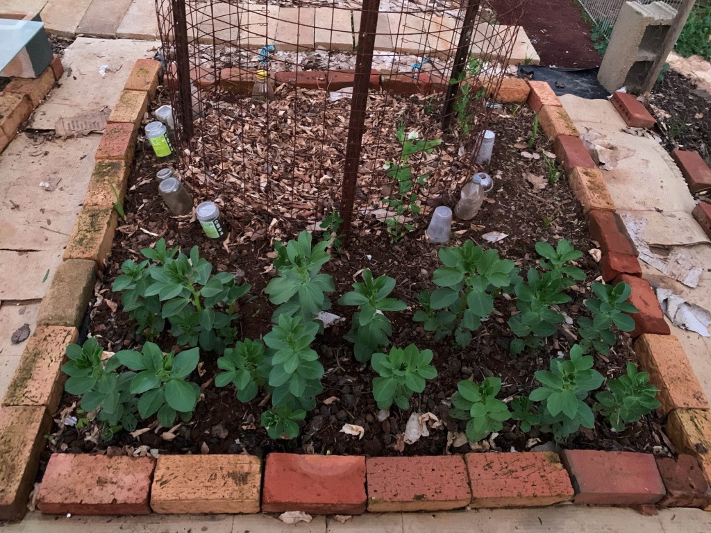 Photo of a veggie patch with small broad bean plants growing in rows. 