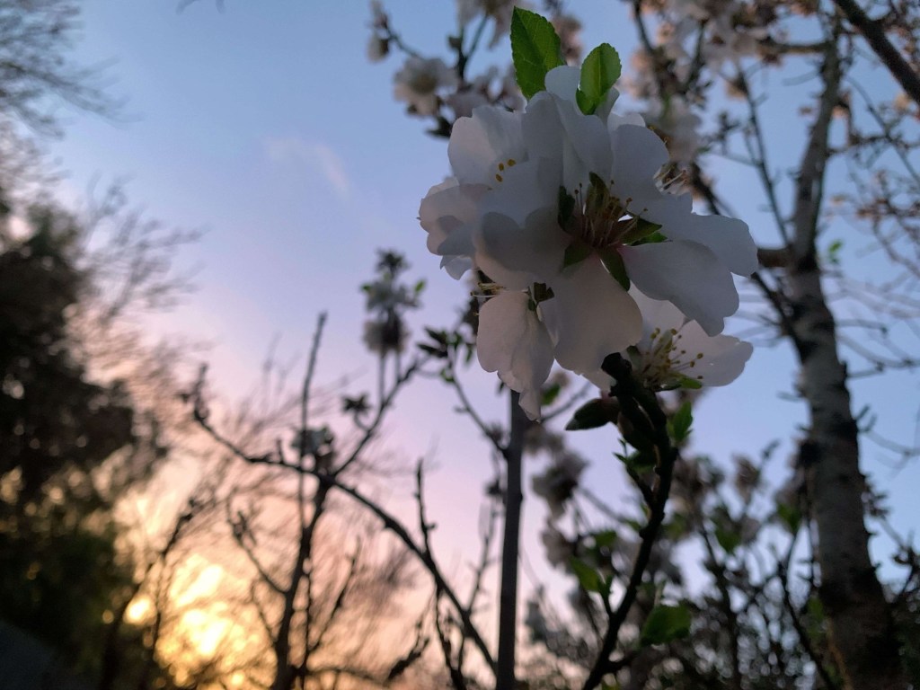 Close up photo of almond tree flowers with the sun setting in the background. 
