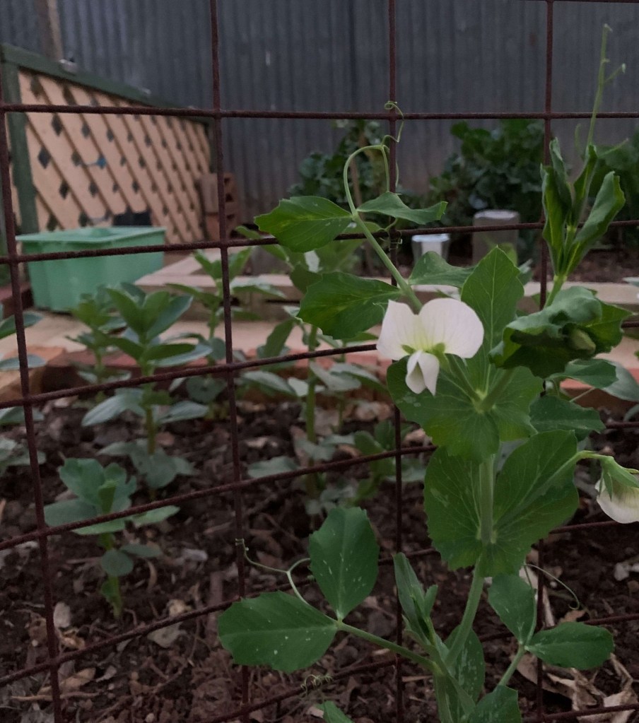Close up photo of a small pea plant with two flowers, climbing on a metal fence. 