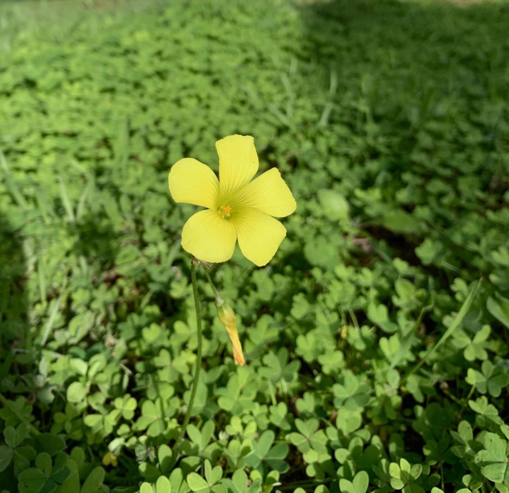 Close up photo of a sorrel flower with the sunlight on it. 