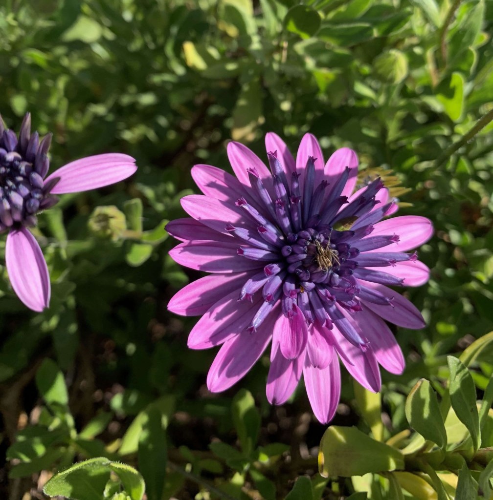 Close up photo of a purple photo with a small bee-like insect on it. 