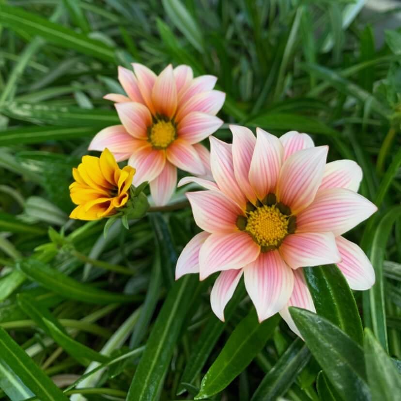 Close up photo of flowers, both pink and yellow. 