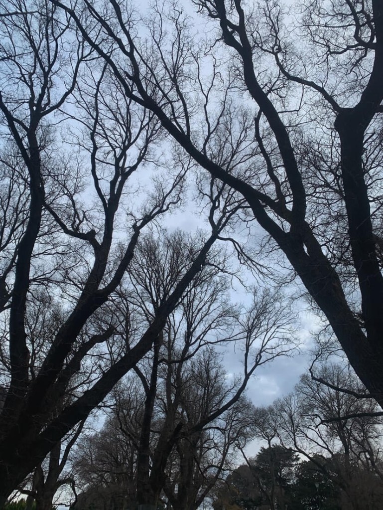 Photo of several trees’ branches crossing over each other, on a cloudy winter morning, as seen from below. 