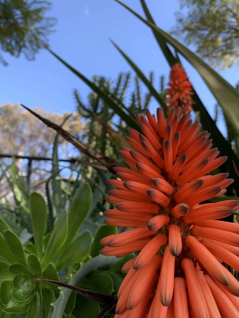 Close up photo of the flowers of an aloe plant. 
