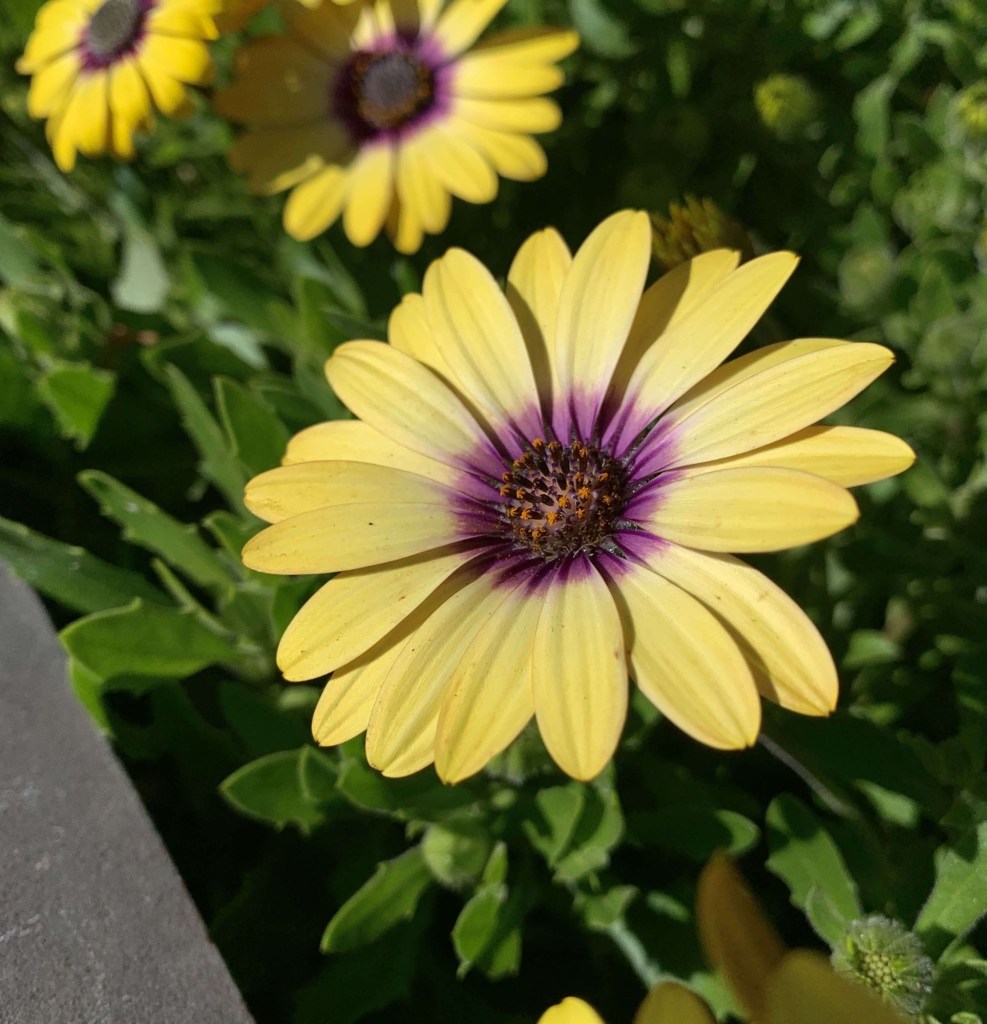 Close up photo of a yellow and purple flower in a bush. 