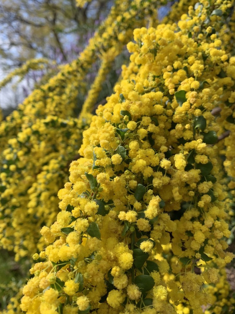 Close up photo of wattle flowers on a bush. 