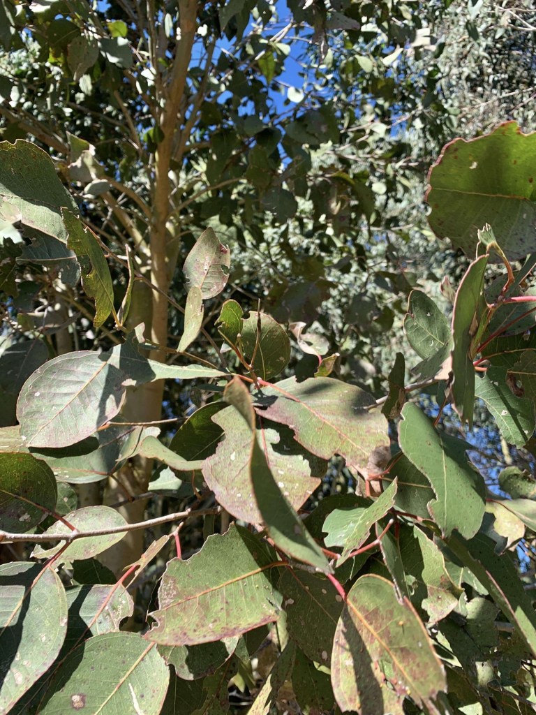 Close up photos of the leaves of a red gum tree. 