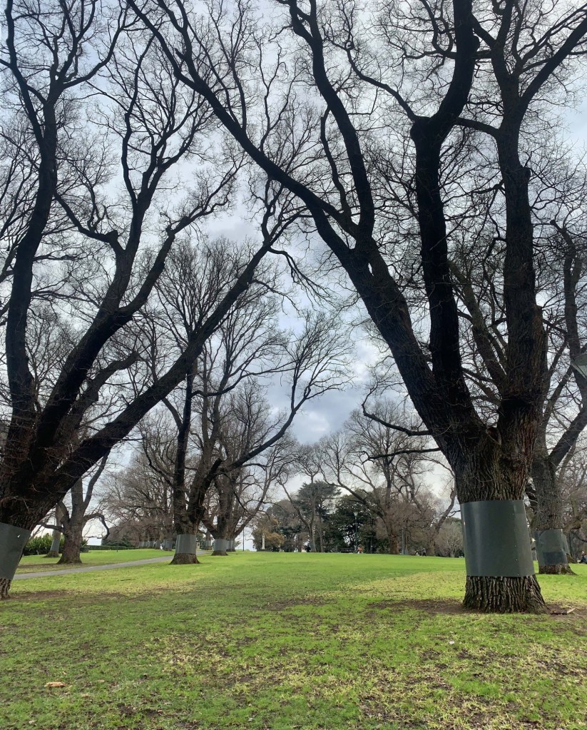 Photos of leafless trees in a garden, their limbs crossing each other.