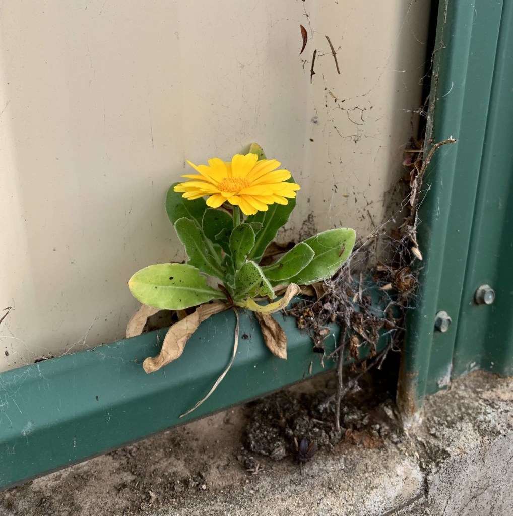 Photo of a yellow daisy growing in the space between fencing. 
