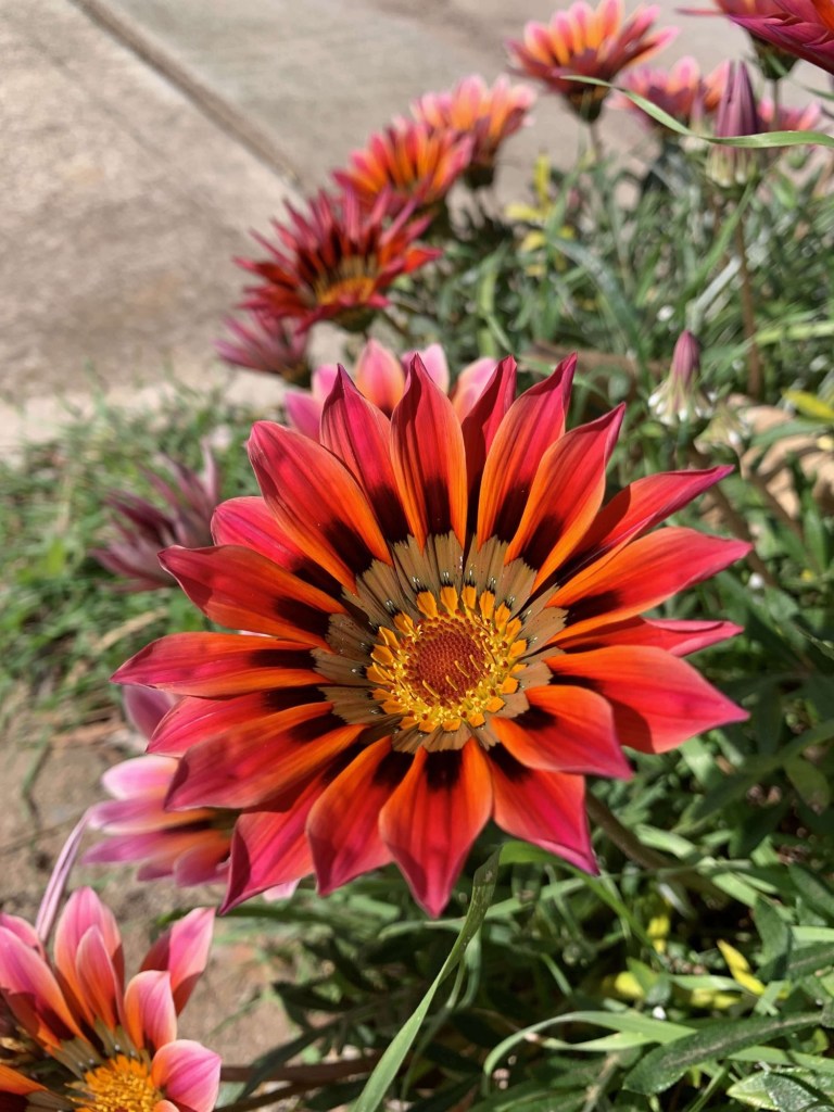 Close up photo of a treasure flower. 