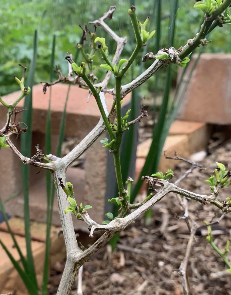 Close up photo of new leaves growing on an old chilli plant. 