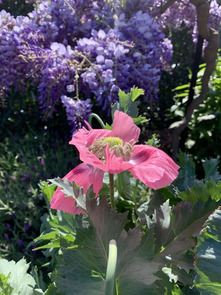 Close up photo of a pink poppy in full bloom, as seen from the side. There are hanging wisteria flowers in the background. 