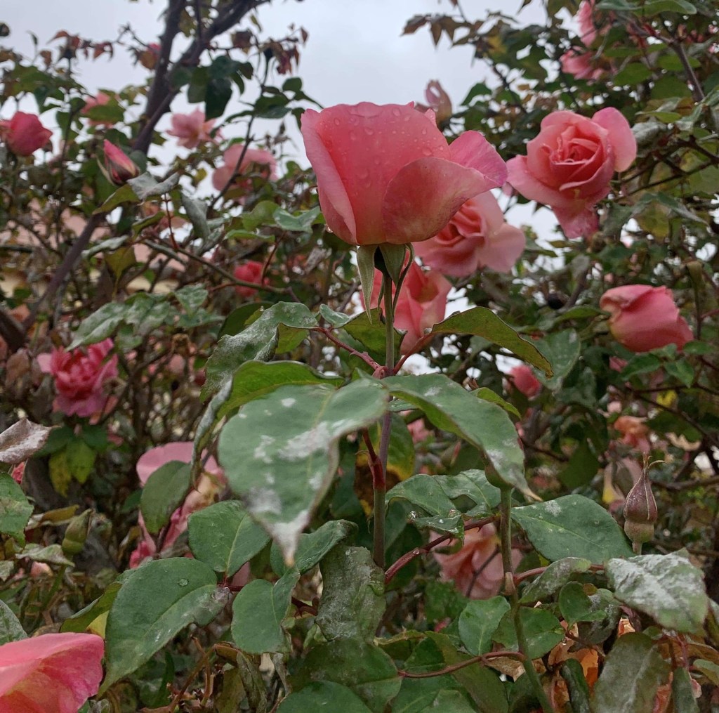 Close up photo of a rose in a bush with several other roses around it. 