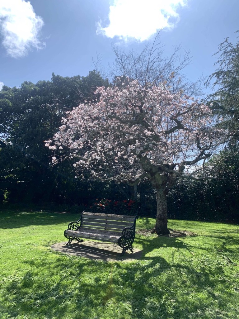 Photo of a park bench with a cherry blossom tree overhead, casting its shadow over the bench. 
