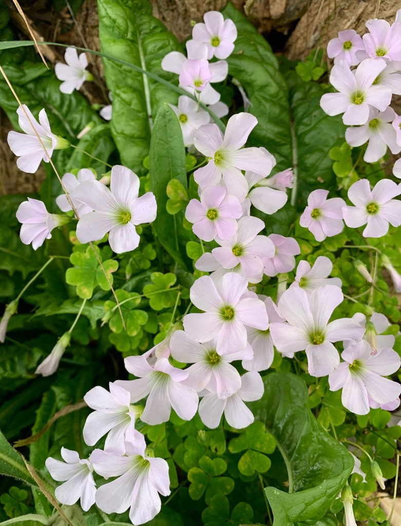 Close up photo of white sorrel flowers on the ground. 