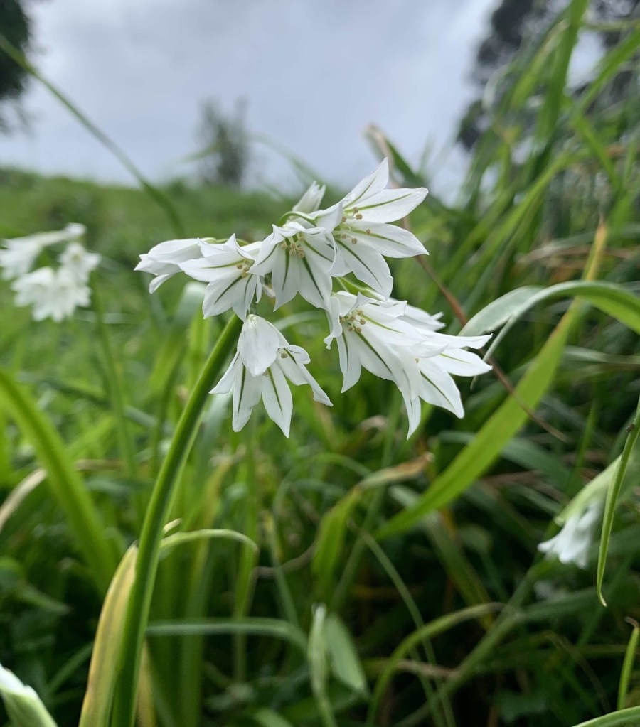 Close up photo of three-cornered leeks, facing downwards. 