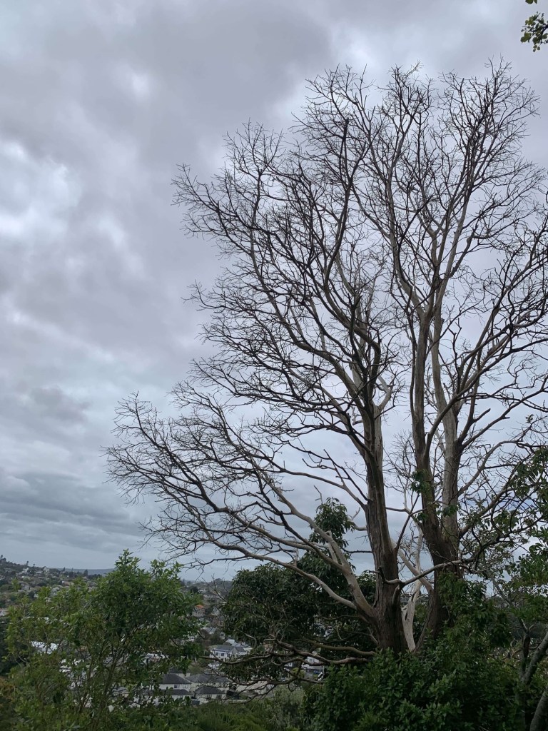 Photo of a tall leafless tree from atop a mountain on a grey, cloudy day. 