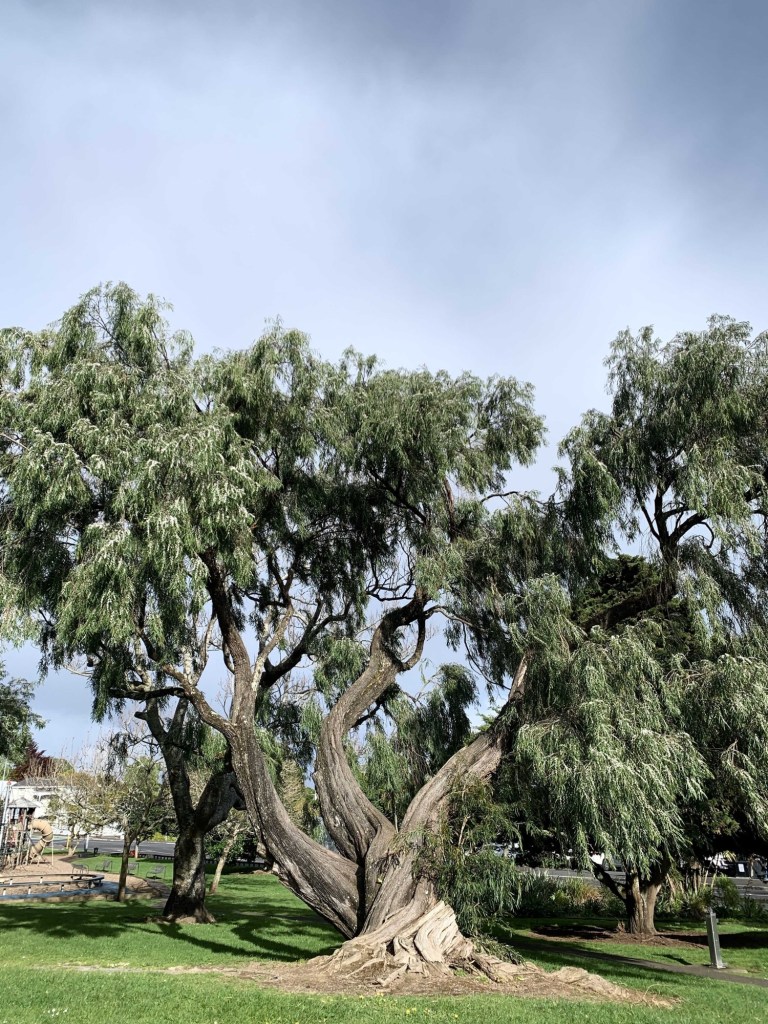 Photo of a gnarly old pepper tree with a twisted trunk.  