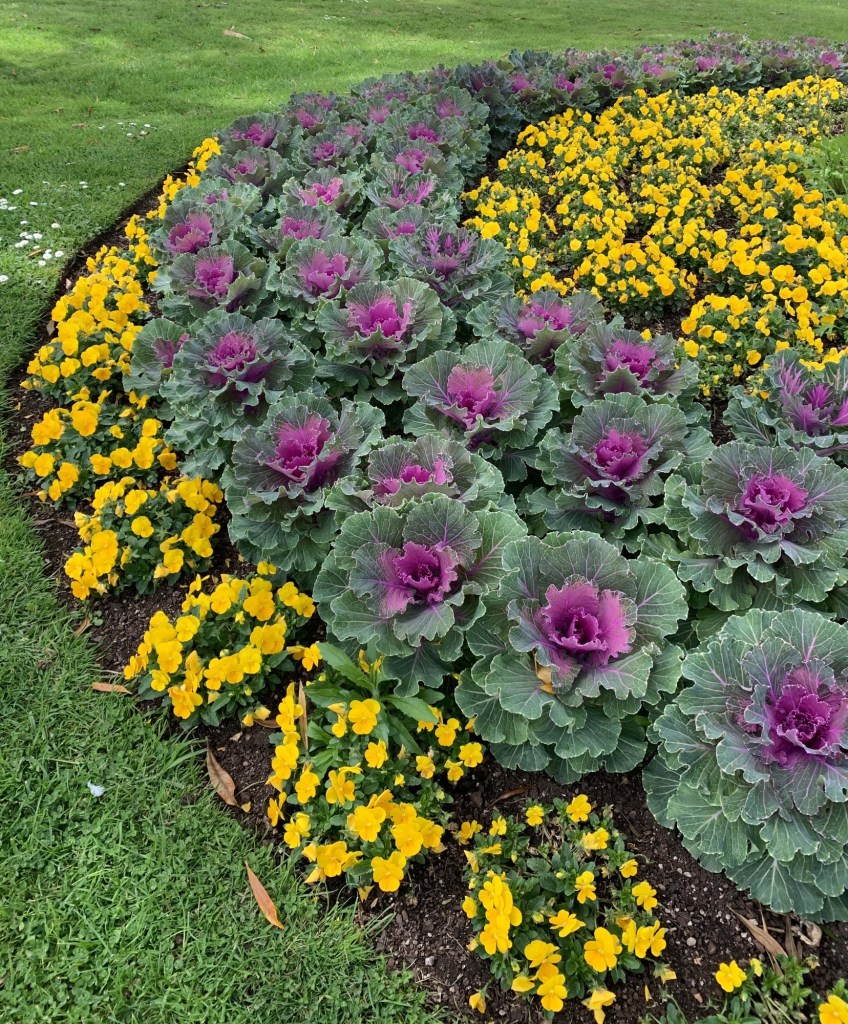 Photograph of alternating rows of wild cabbages and bright yellow flowers. 