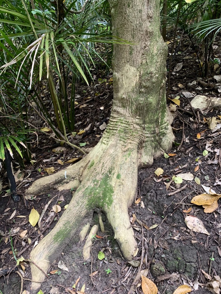 Close up photo of the base of a tree’s trunk, its stretches visible. 