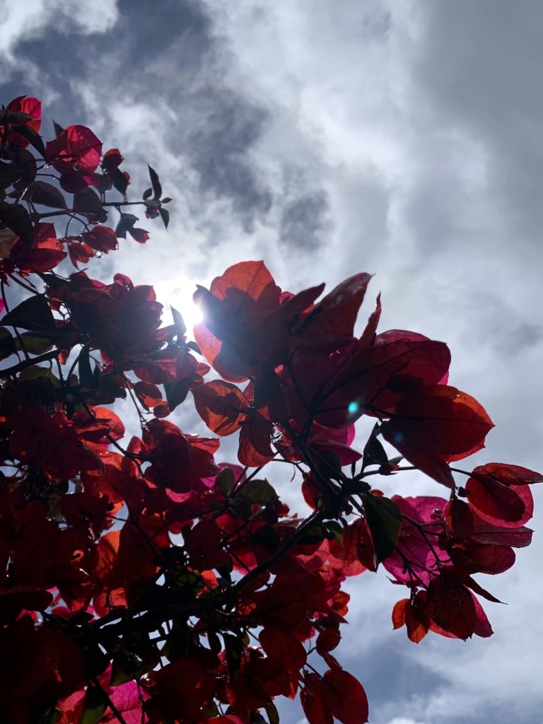 Close up photo of a bougainvillea tree with the sun filtering through its flowers, making them glow a deep red. 
