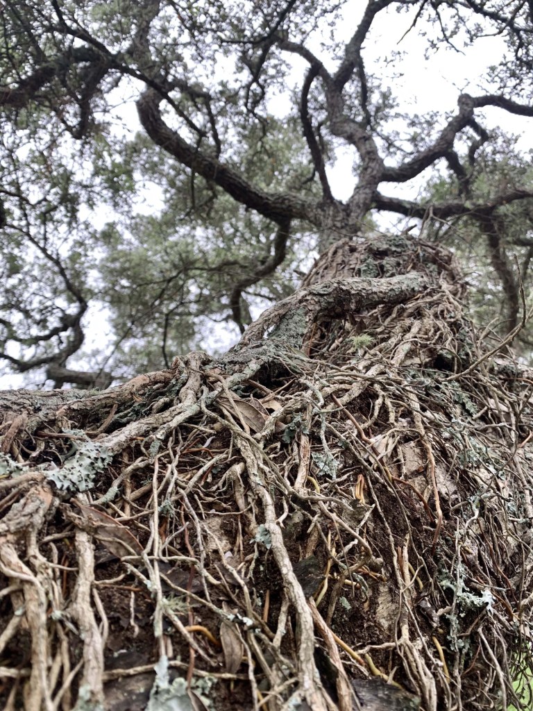 Close up photo of exposed tree roots. 